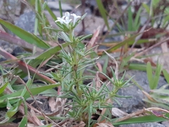 Rubiaceae