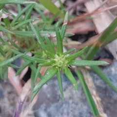 Rubiaceae