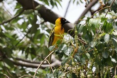 Ploceus cucullatus bohndorffi