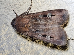 Agrotis infusa