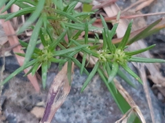Rubiaceae