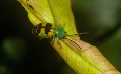 Chalcolampra marmorata