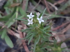 Rubiaceae