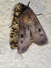 Agrotis infusa