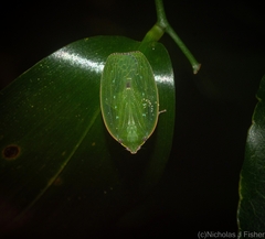 Anabunda murrayfletcheri