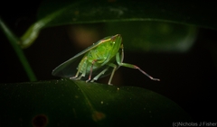 Anabunda murrayfletcheri