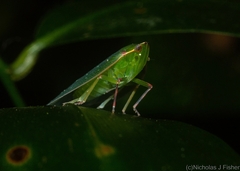 Anabunda murrayfletcheri