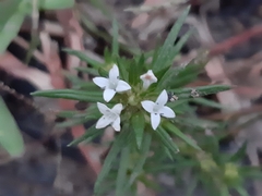 Rubiaceae