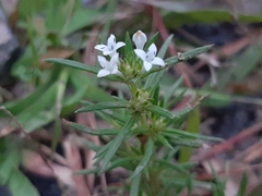 Rubiaceae