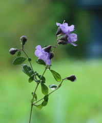 Prostanthera violacea
