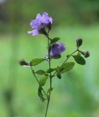 Prostanthera violacea