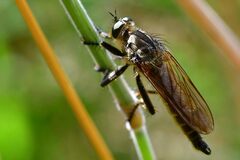 Eutolmus rufibarbis