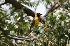 Ploceus cucullatus bohndorffi