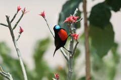 Chalcomitra senegalensis