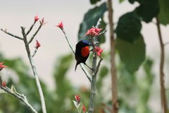 Chalcomitra senegalensis