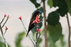 Chalcomitra senegalensis