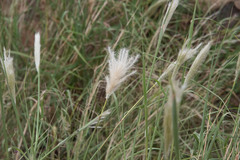 Chloris virgata