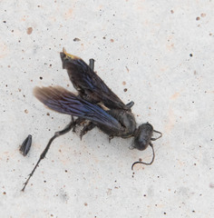 Sphecinae