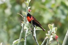 Chalcomitra senegalensis