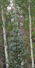 Picea pungens