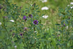 Medicago sativa