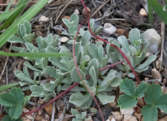 Antennaria parvifolia