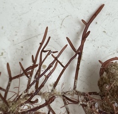 Coelothrix irregularis