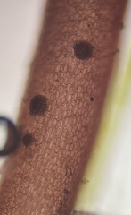 Coelothrix irregularis