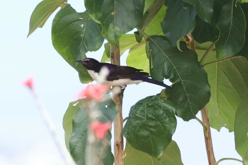 Western Violet-backed Sunbird (Anthreptes longuemarei), photo 4