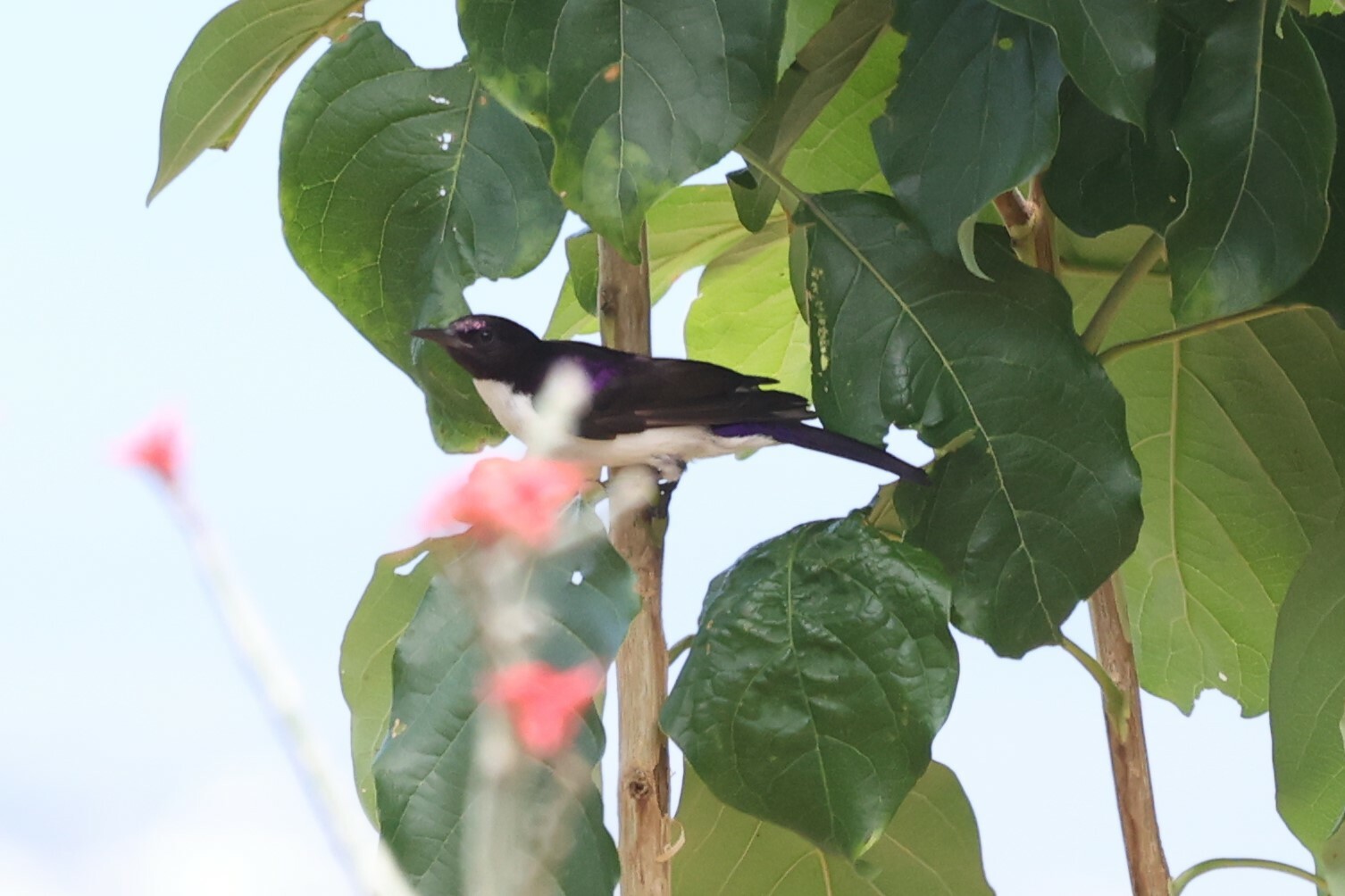 Western Violet-backed Sunbird (Anthreptes longuemarei), photo 4