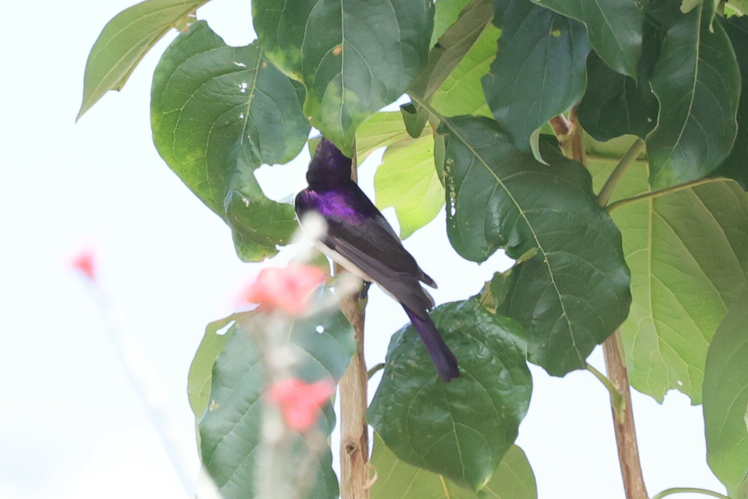 Western Violet-backed Sunbird (Anthreptes longuemarei), photo 5