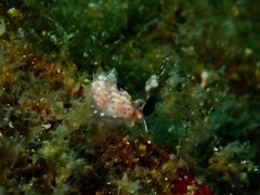Favorinus mirabilis