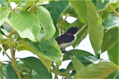 Western Violet-backed Sunbird (Anthreptes longuemarei), photo 8