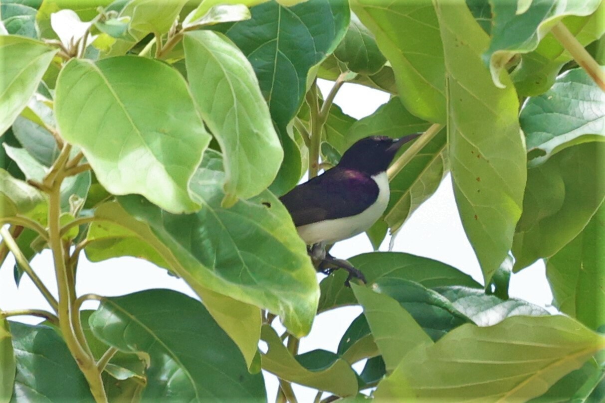 Western Violet-backed Sunbird (Anthreptes longuemarei), photo 8