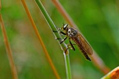 Eutolmus rufibarbis