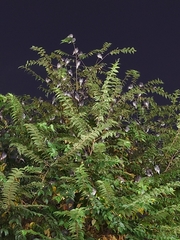 Spodiopsar cineraceus