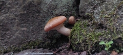 Armillaria sinapina