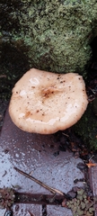 Armillaria sinapina