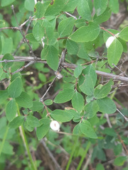Symphoricarpos rotundifolius