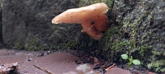 Armillaria sinapina