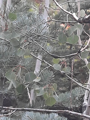 Euhexomyza schineri
