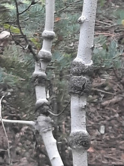 Euhexomyza schineri