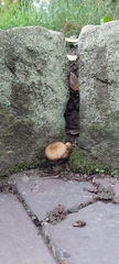 Armillaria sinapina