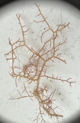 Hypnea