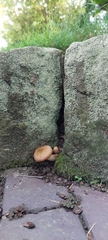 Armillaria sinapina