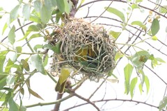 Ploceus