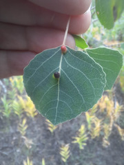 Harmandiola
