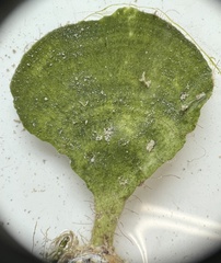 Udotea