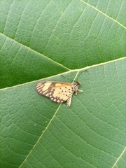 Acraea