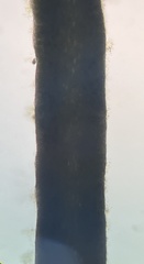 Udotea